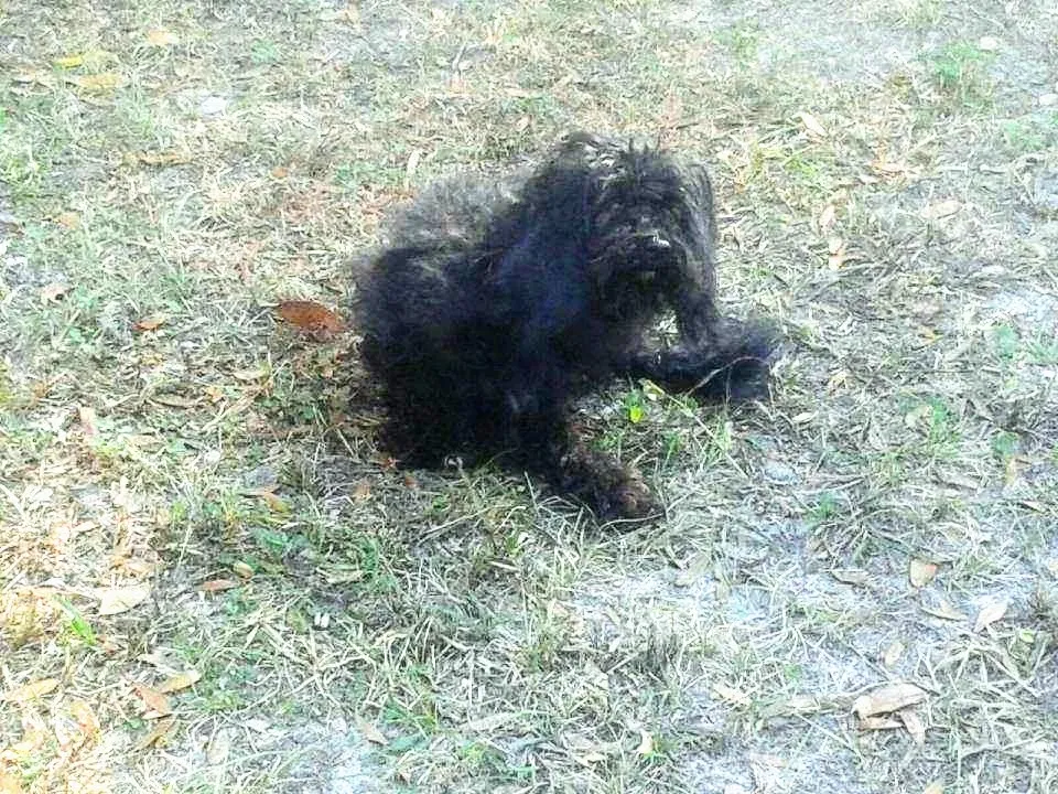 Lost dog in Tampa, FL, 33615