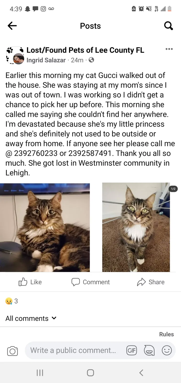 Lost cat in Lehigh Acres, FL, 33973