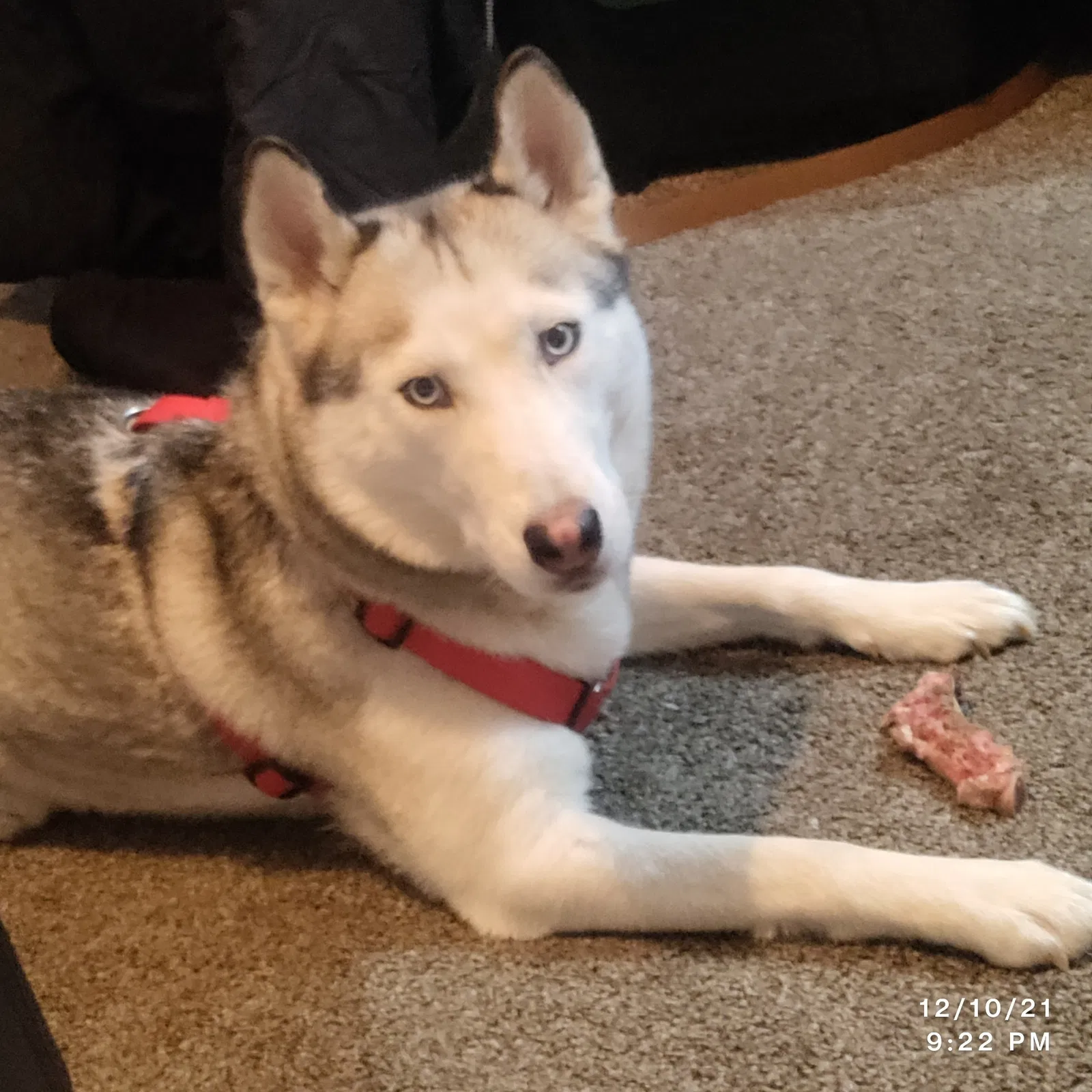 Lost dog in Aurora, CO, 80017