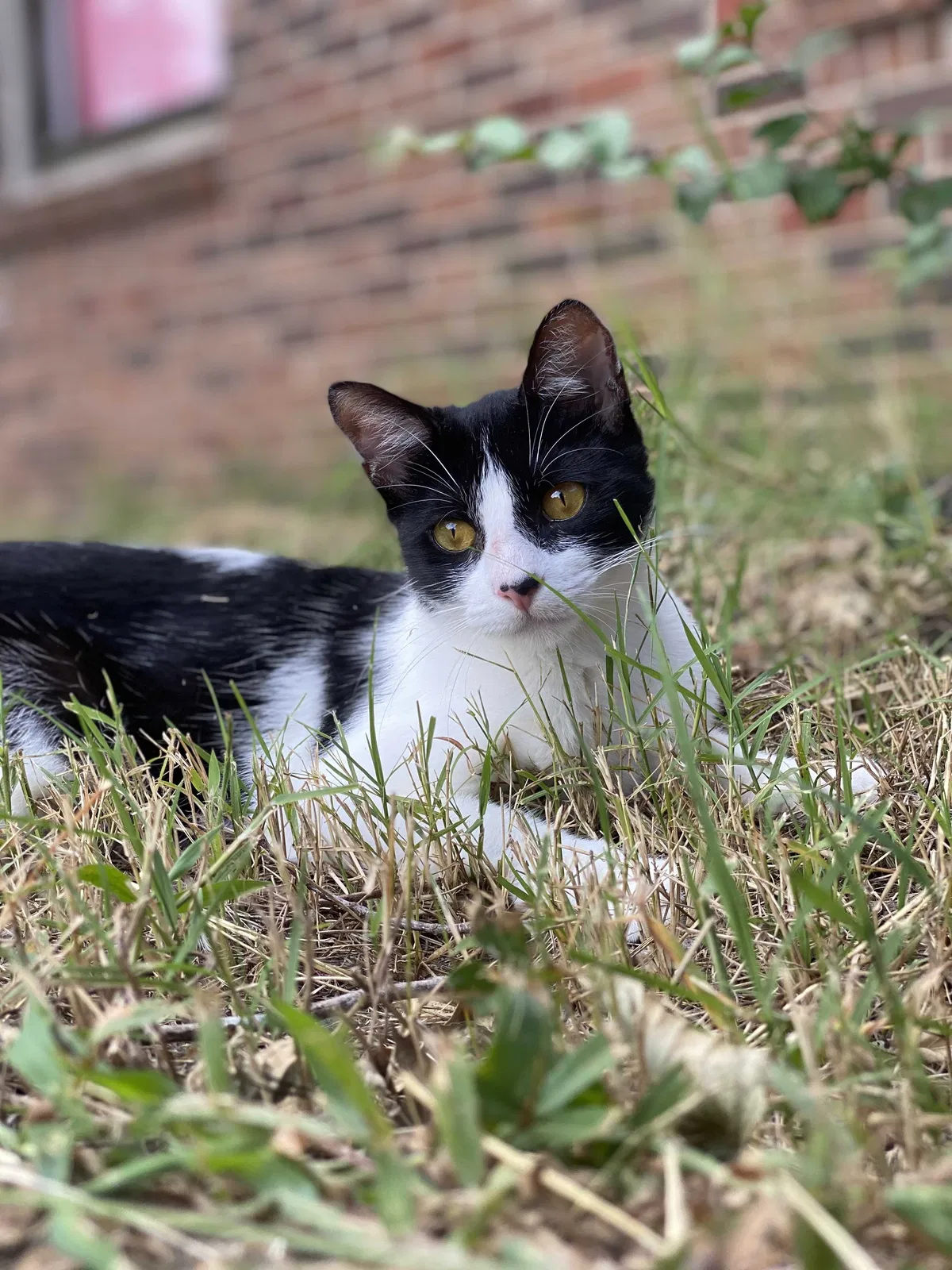 Lost cat in Smyrna, TN, 37167