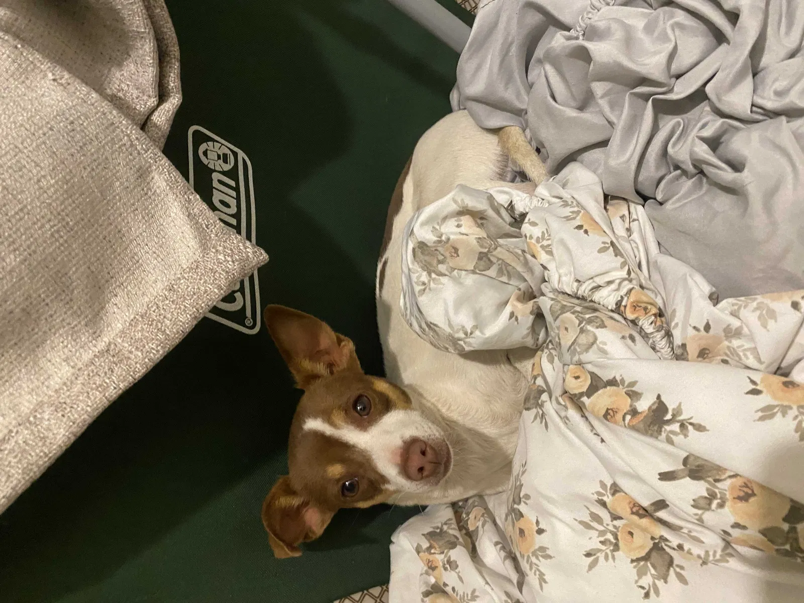 Lost dog in North Las Vegas, NV, 89030