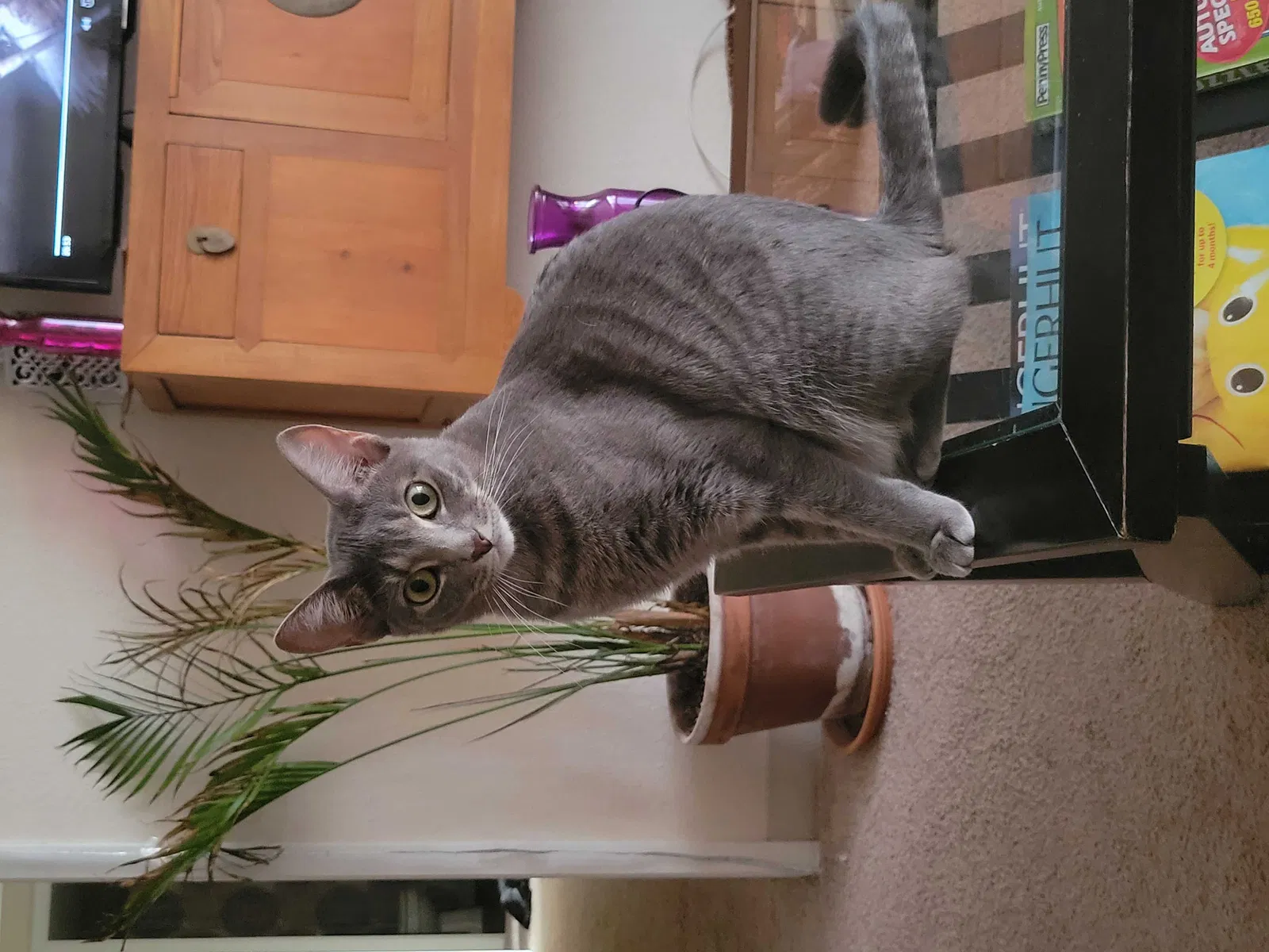 Lost cat in Stuart, FL, 34994