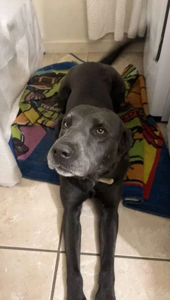 Lost dog in Ceres, CA, 95307
