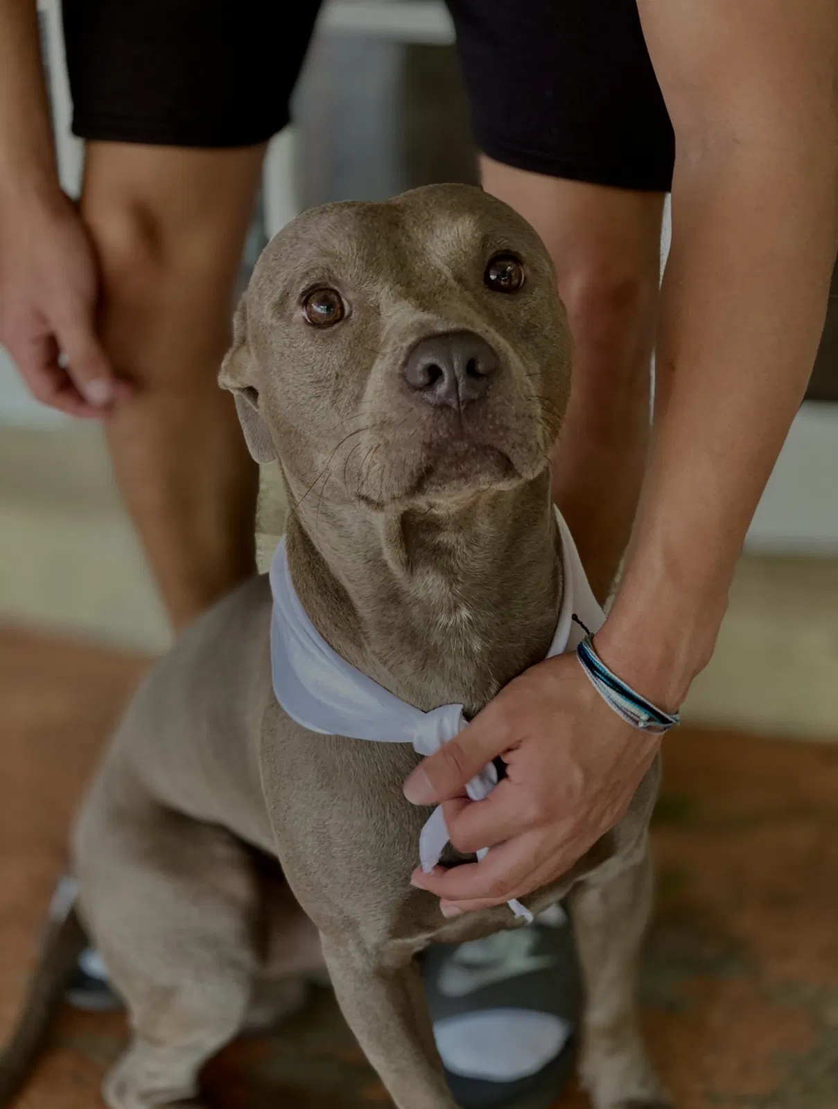 Lost dog in Hialeah, FL, 33013