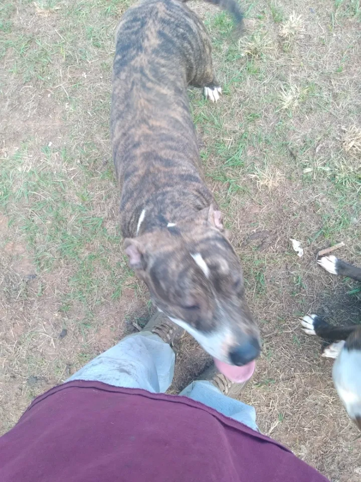 Lost dog in Tuscaloosa, AL, 35404