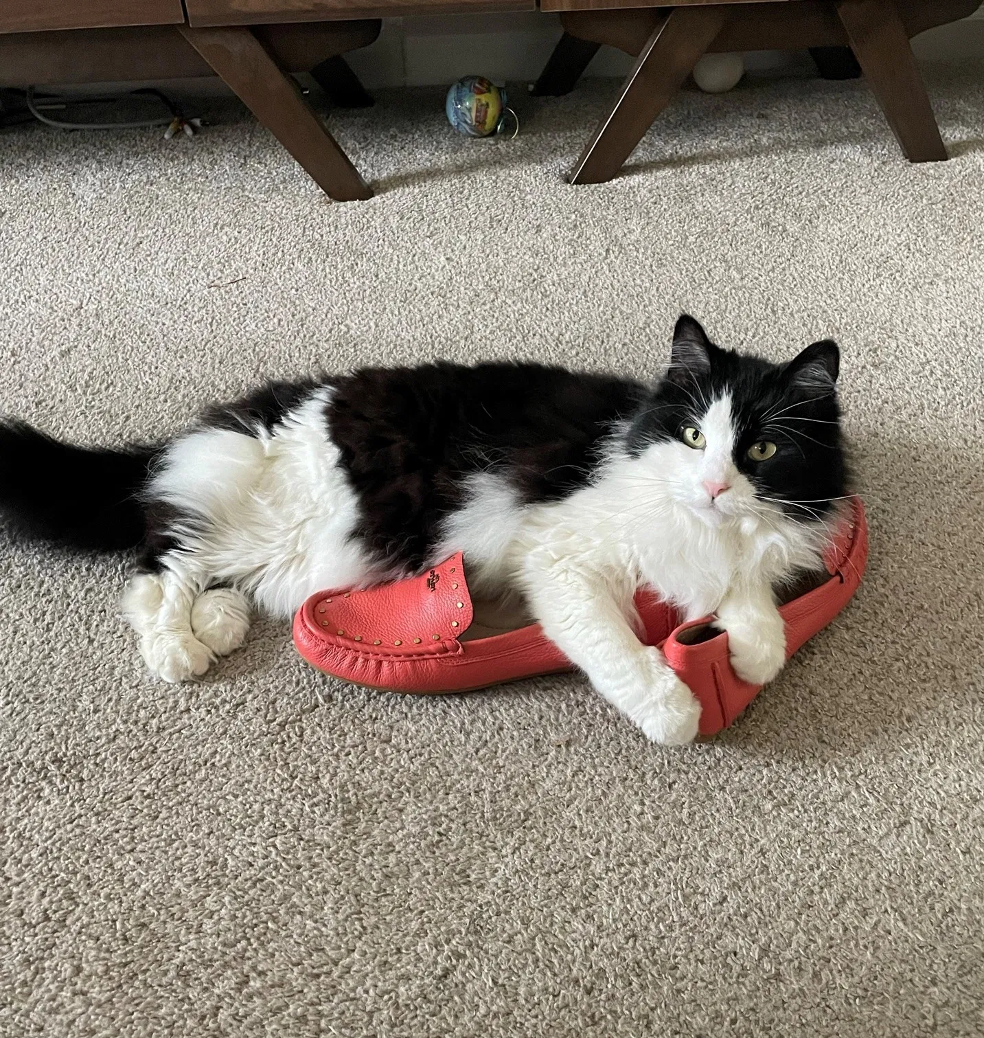 Lost cat in Midland, NC, 28107
