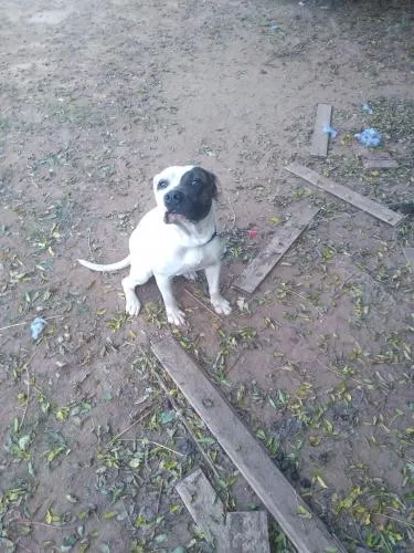 Lost dog in Tuscaloosa, AL, 35404