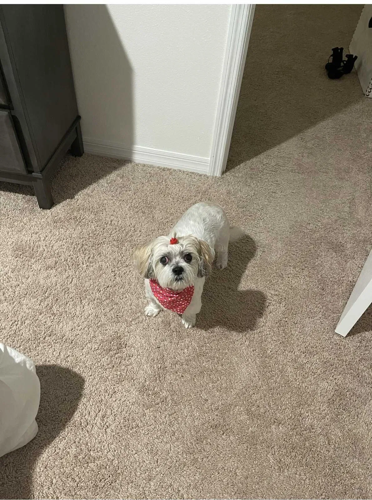 Lost dog in Davenport, FL, 33896