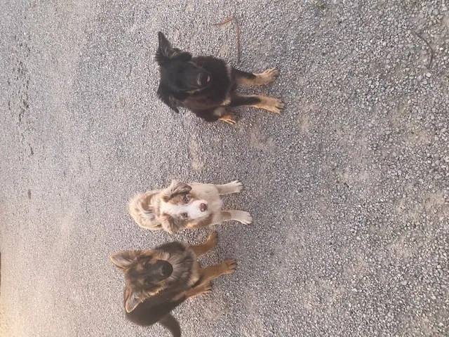Lost dog in Cynthiana, KY, 41031