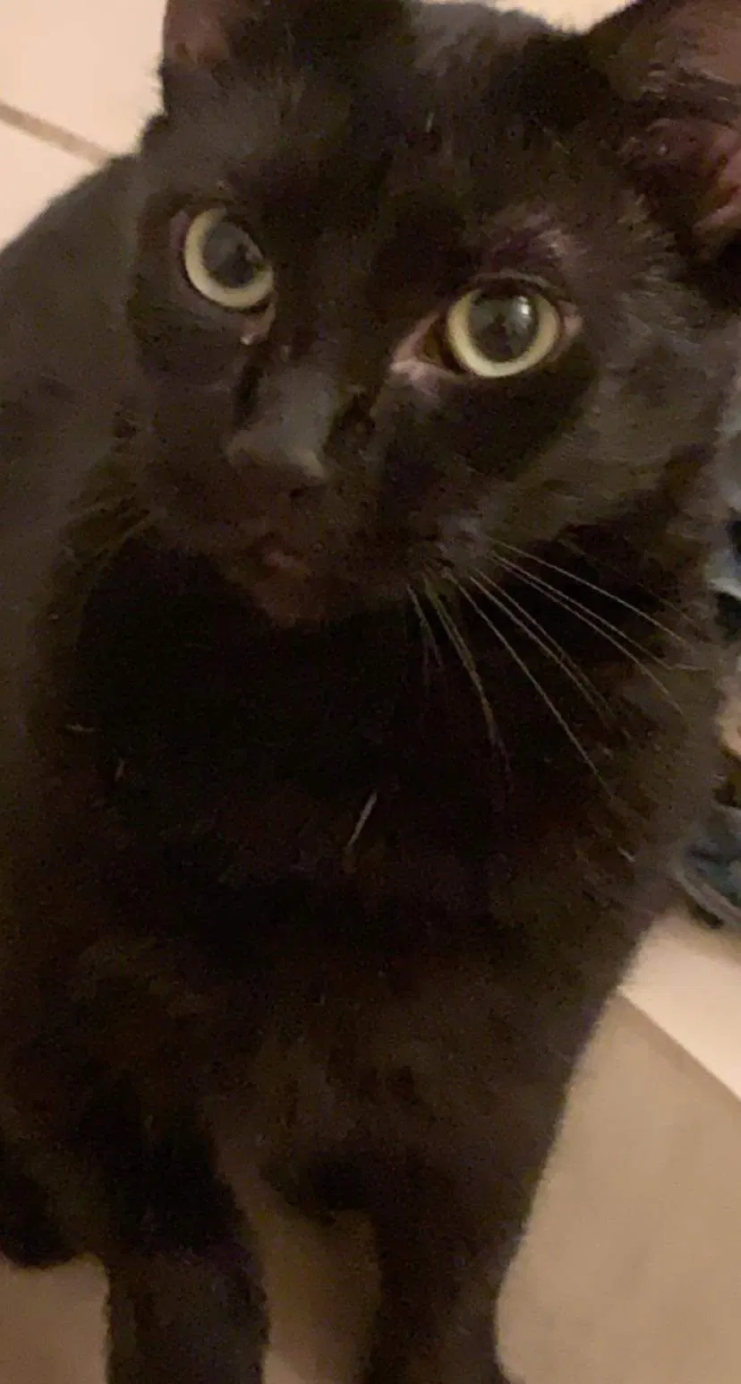 Lost cat in West Palm Beach, FL, 33409