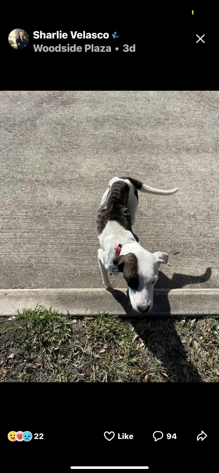 Lost dog in Houston, TX, 77025