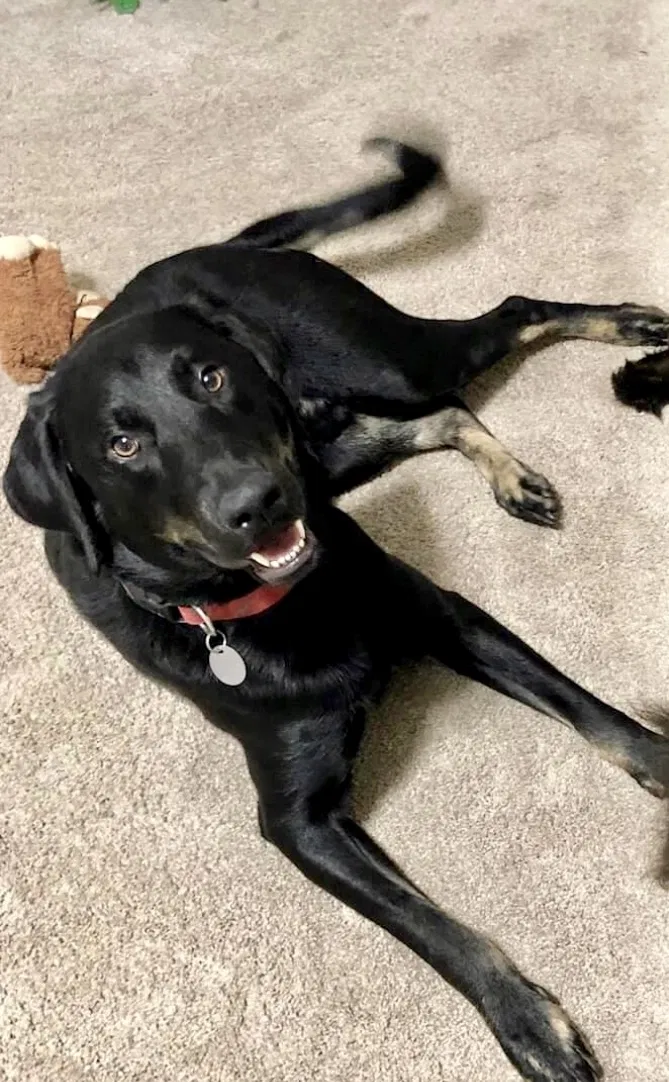 Lost dog in Friendswood, TX, 77546