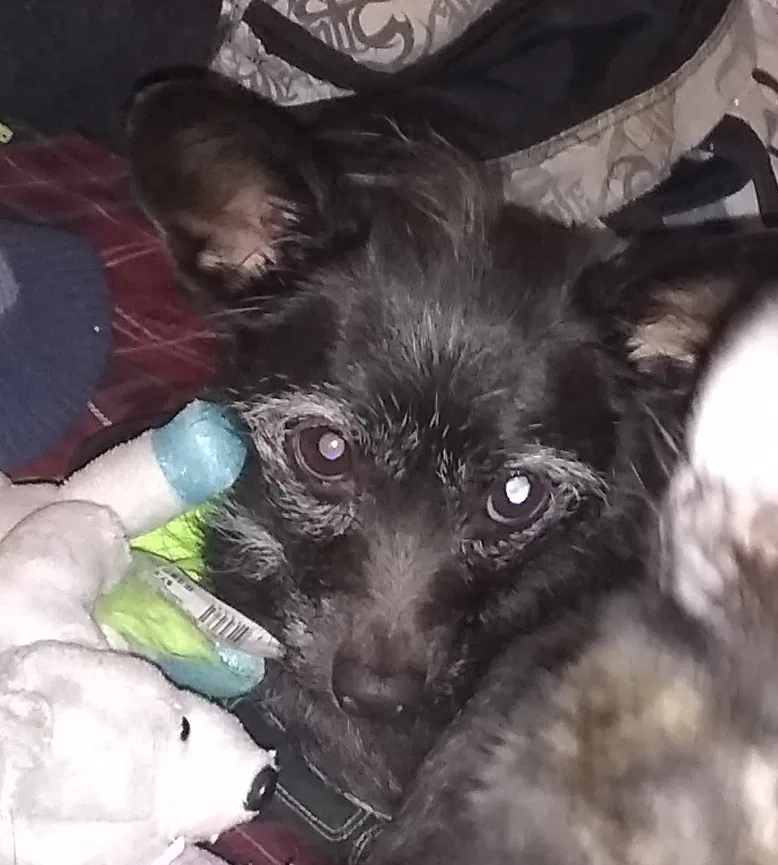 Lost dog in Albuquerque, NM, 87123