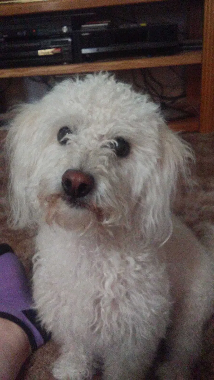 Lost dog in Glendale, AZ, 85301