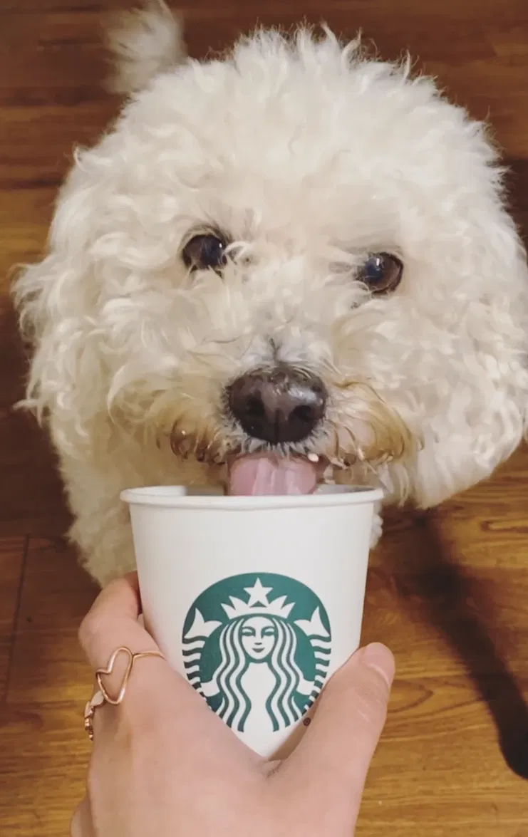 Lost dog in Houston, TX, 77061