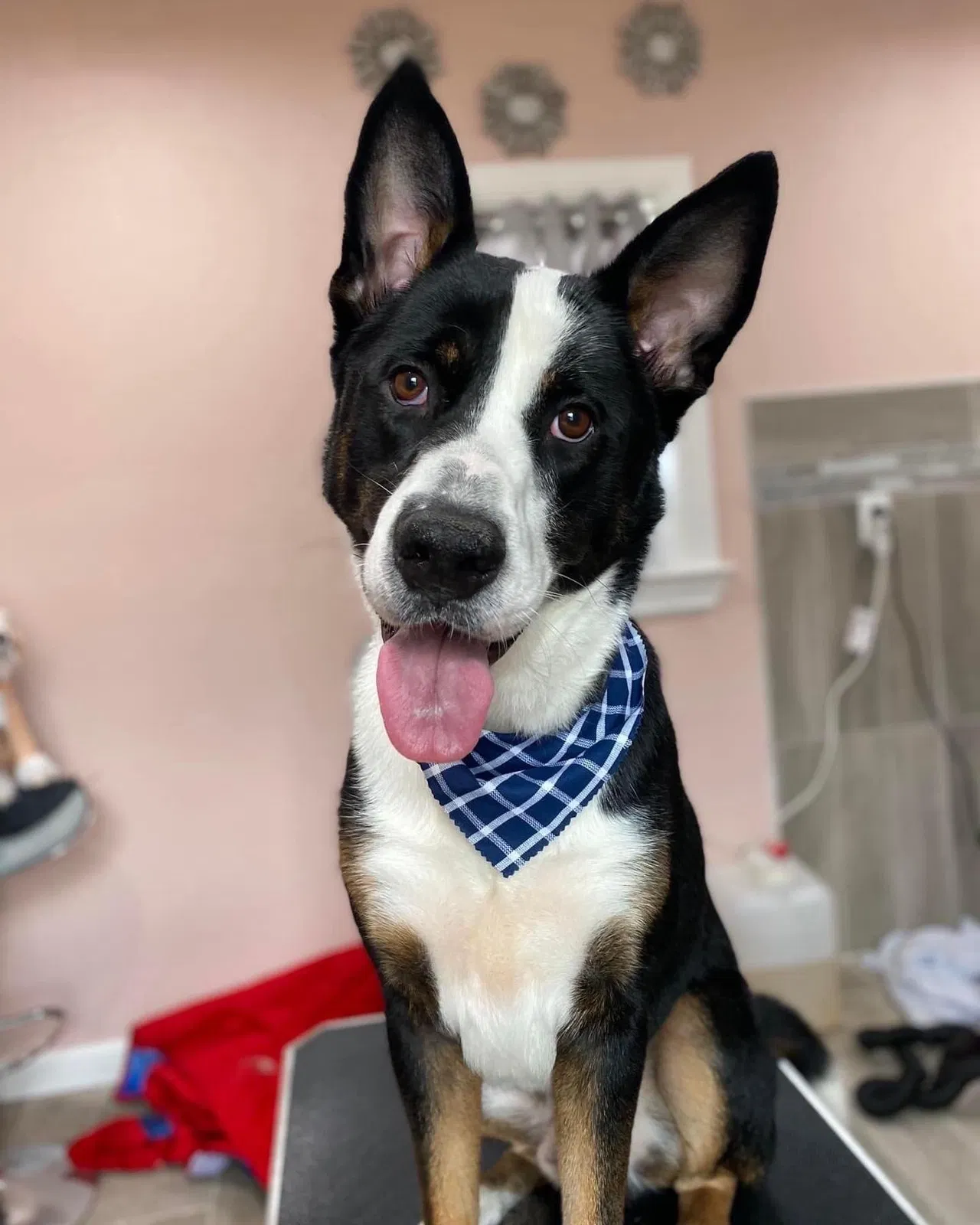 Lost dog in Houston, TX, 77017