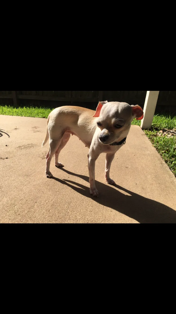 Lost dog in Katy, TX, 77494