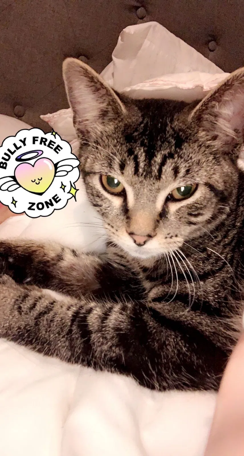 Lost cat in Knoxville, TN, 37920