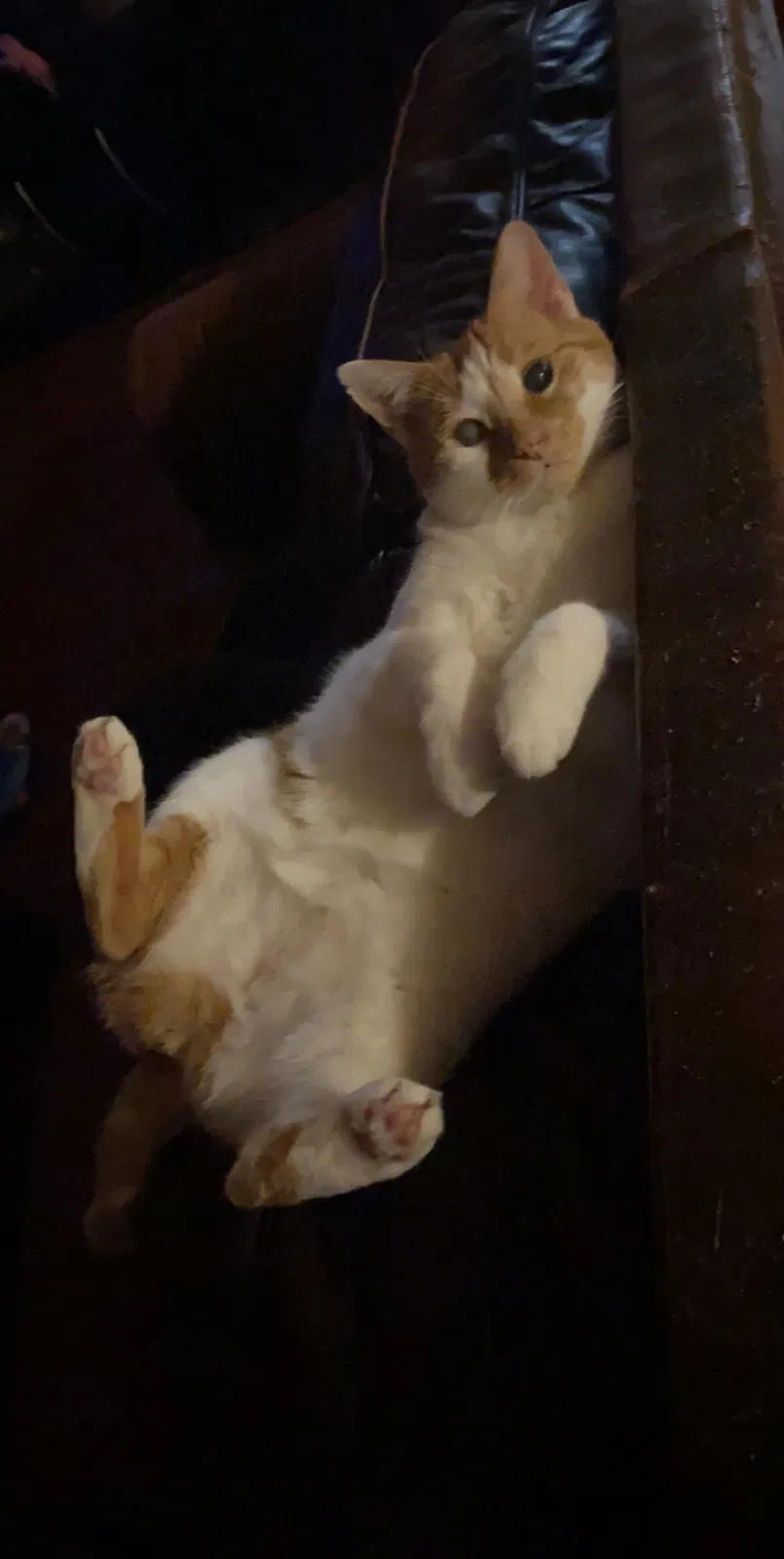 Lost cat in Houston, TX, 77041