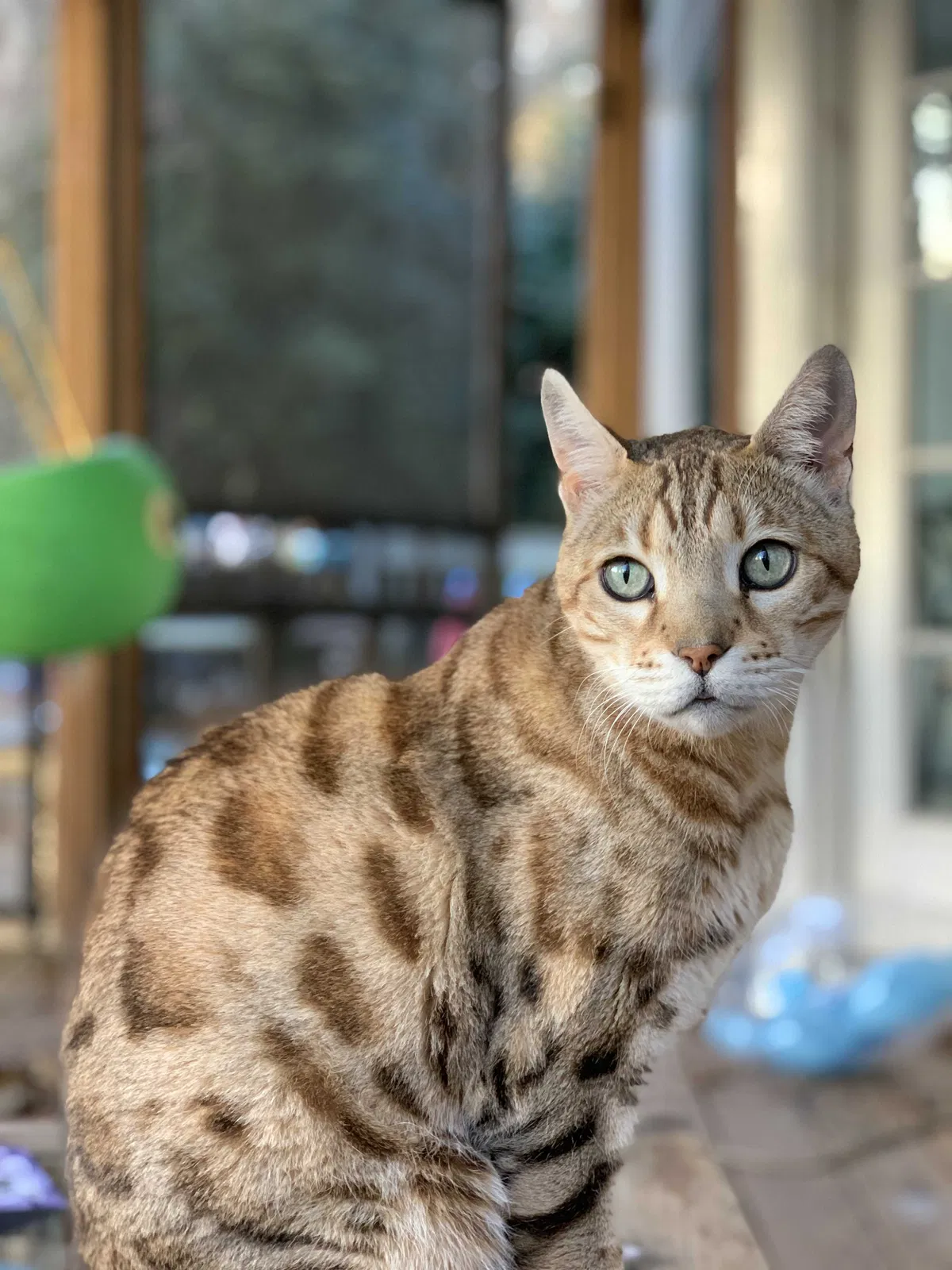 Lost cat in Marietta, GA, 30064