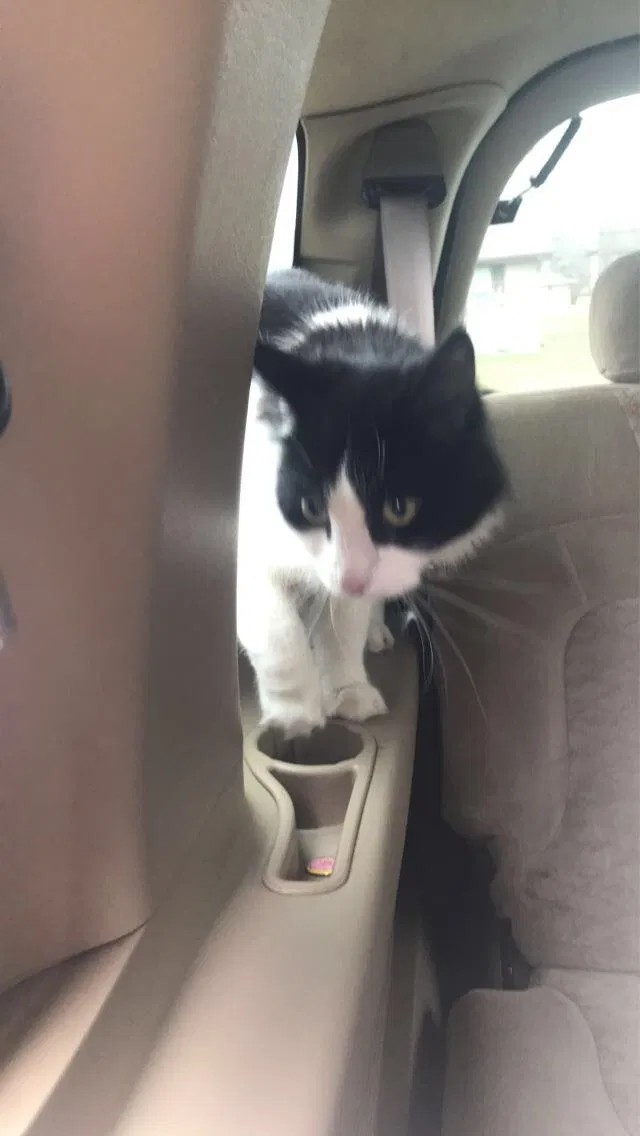 Lost cat in Harrisonville, MO, 64701