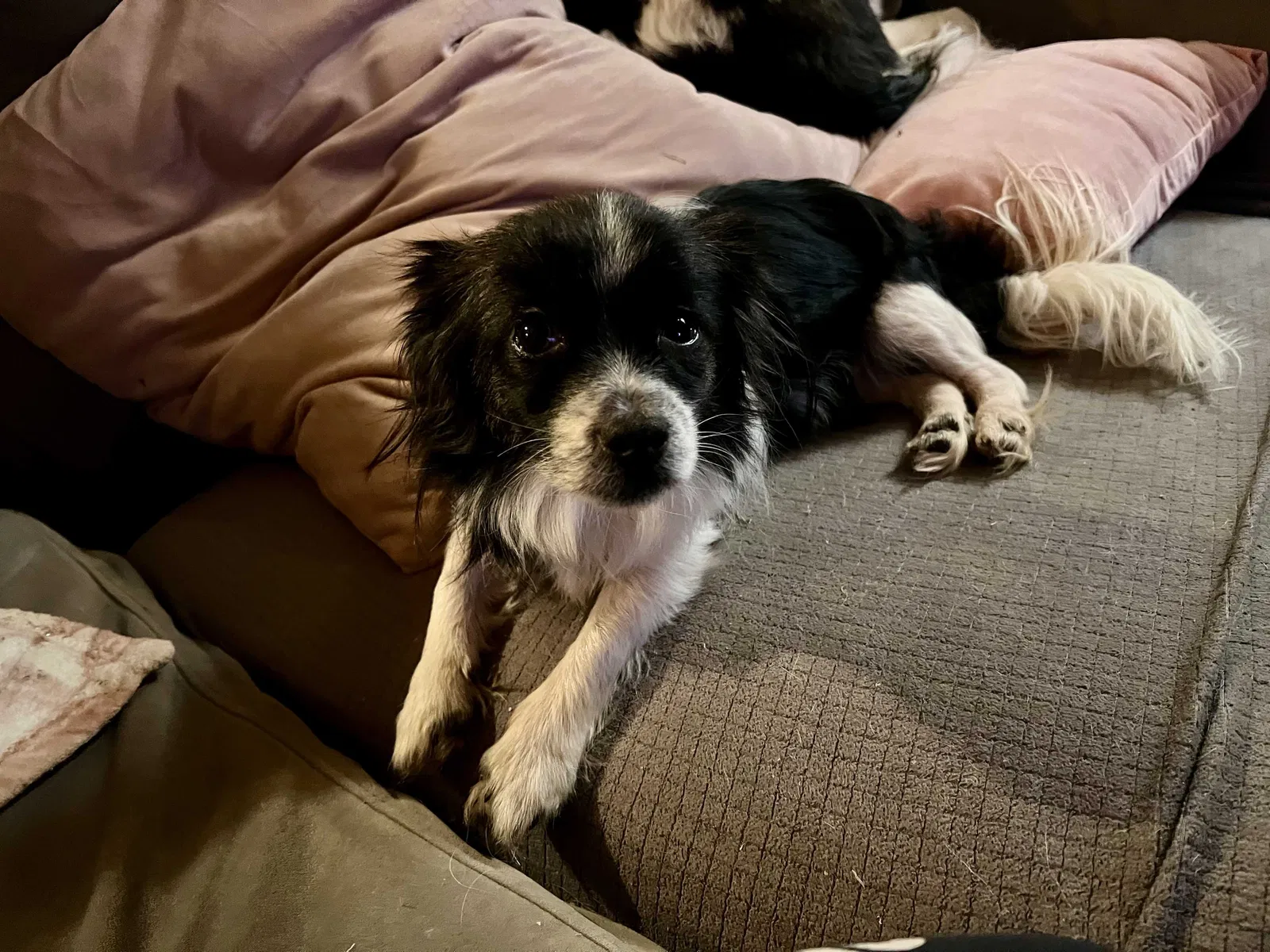 Lost dog in Oklahoma City, OK, 73160
