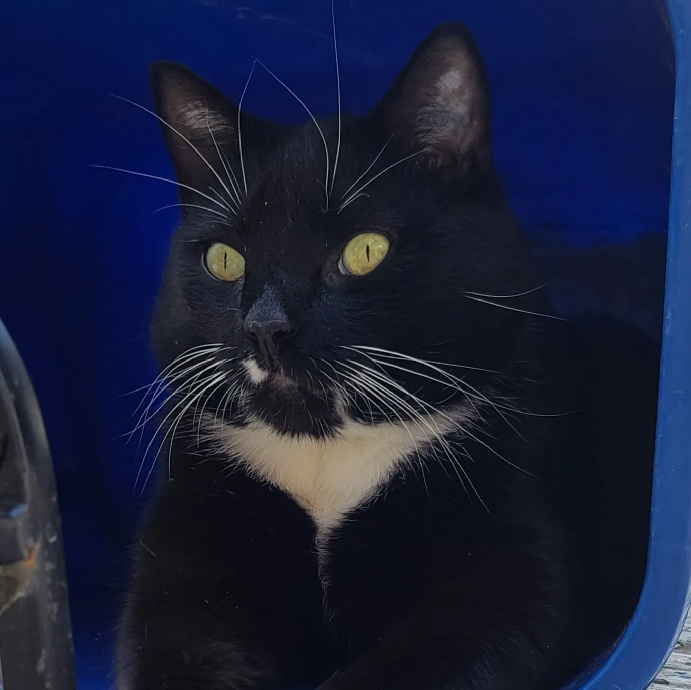 Lost cat in Elkton, MD, 21921