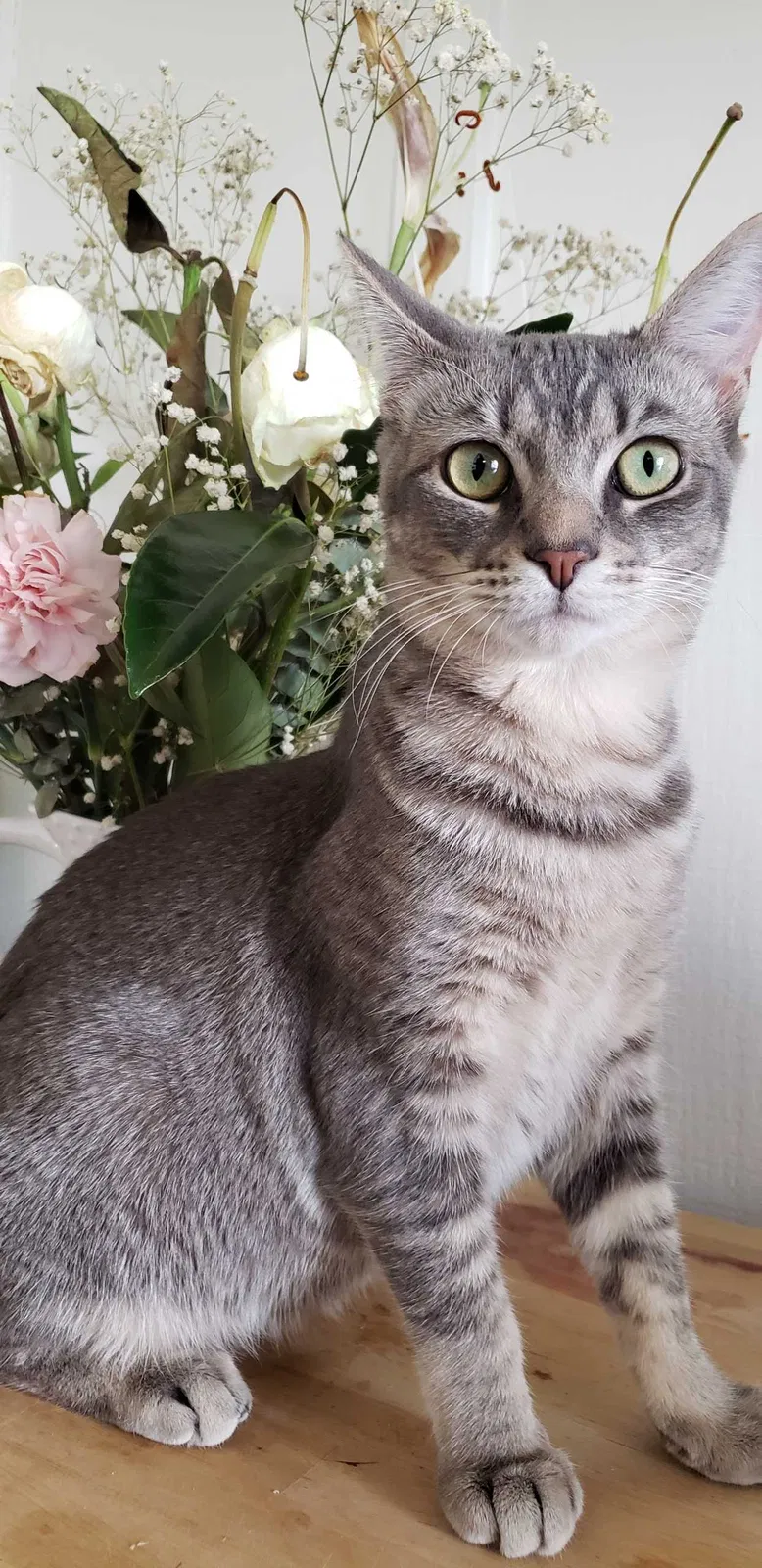Lost cat in Pacoima, CA, 91331