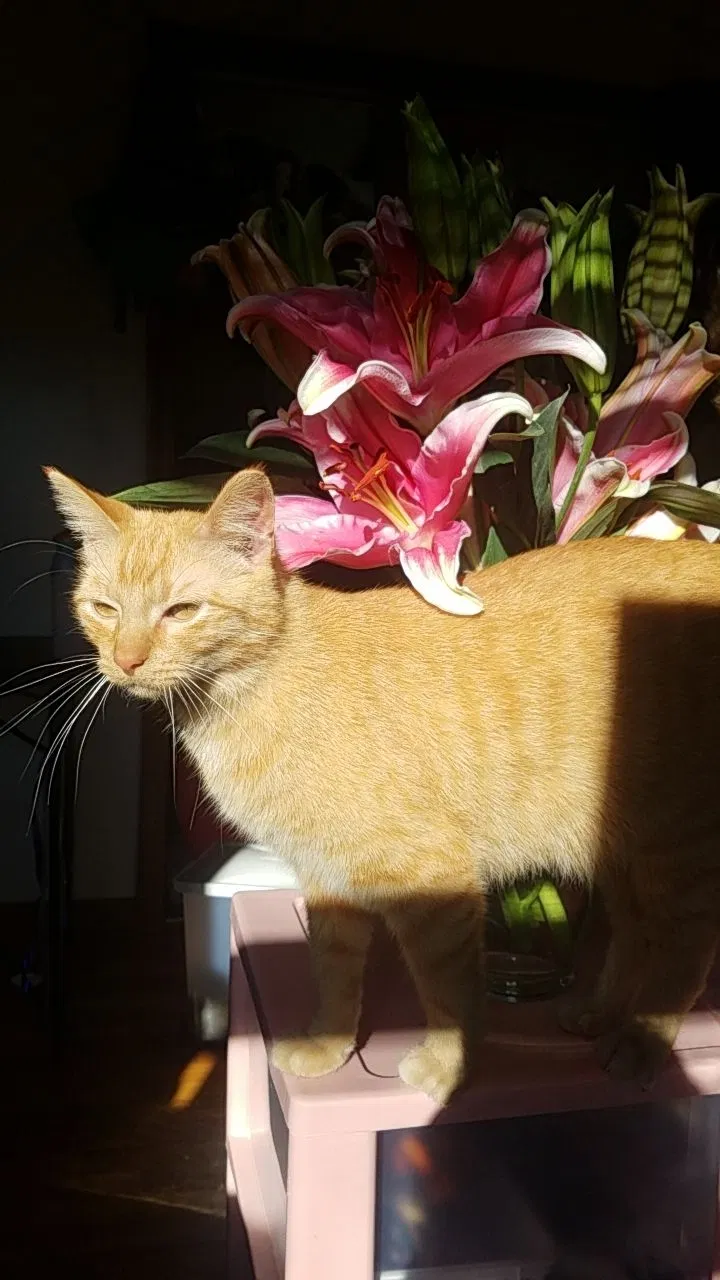 Lost cat in Fair Oaks, CA, 95628