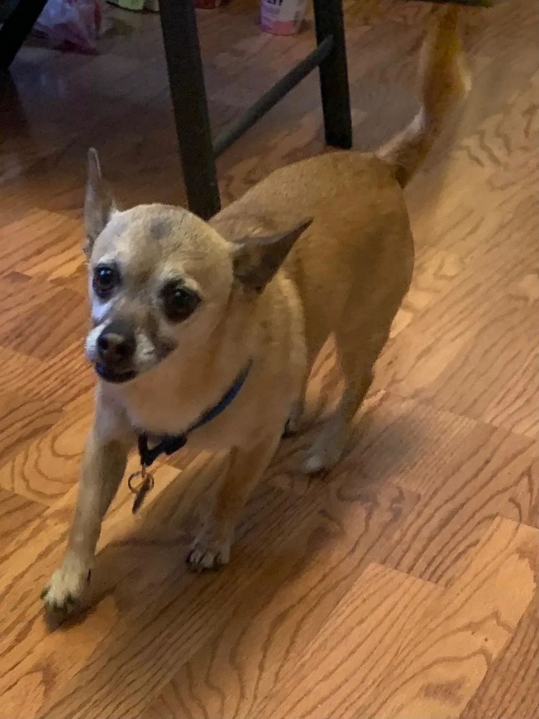 Lost dog in Tucson, AZ, 85737