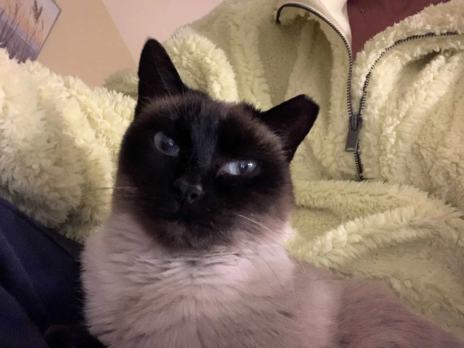 Lost cat in Midvale, UT, 84047