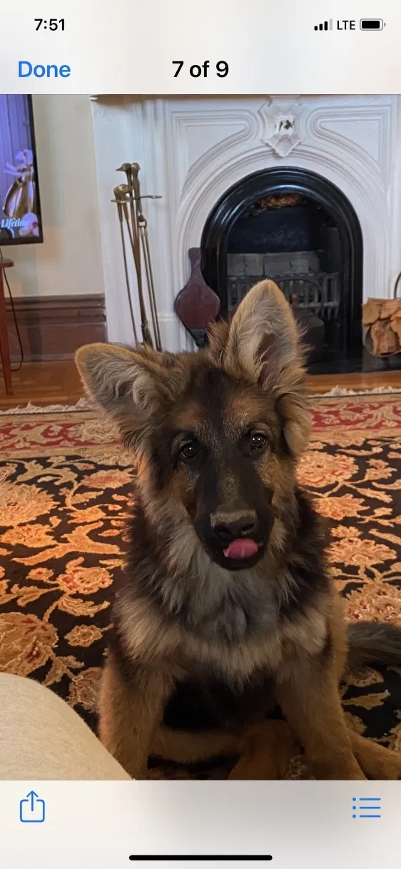 Lost dog in Cynthiana, KY, 41031