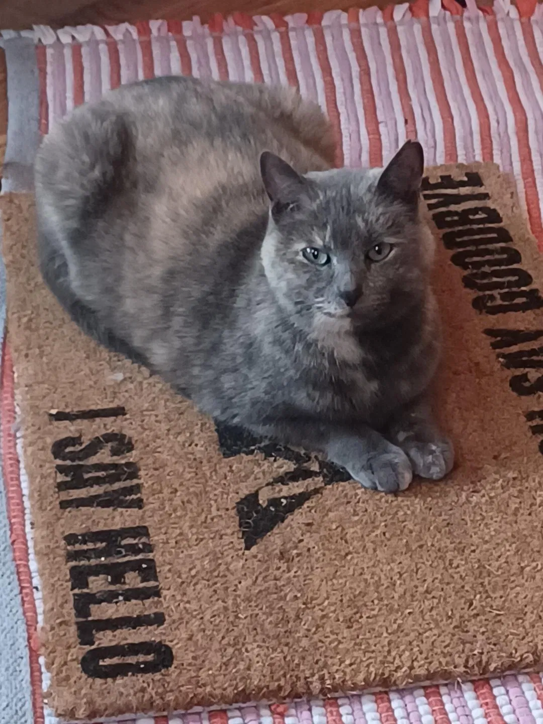 Lost cat in Springfield, MO, 65807