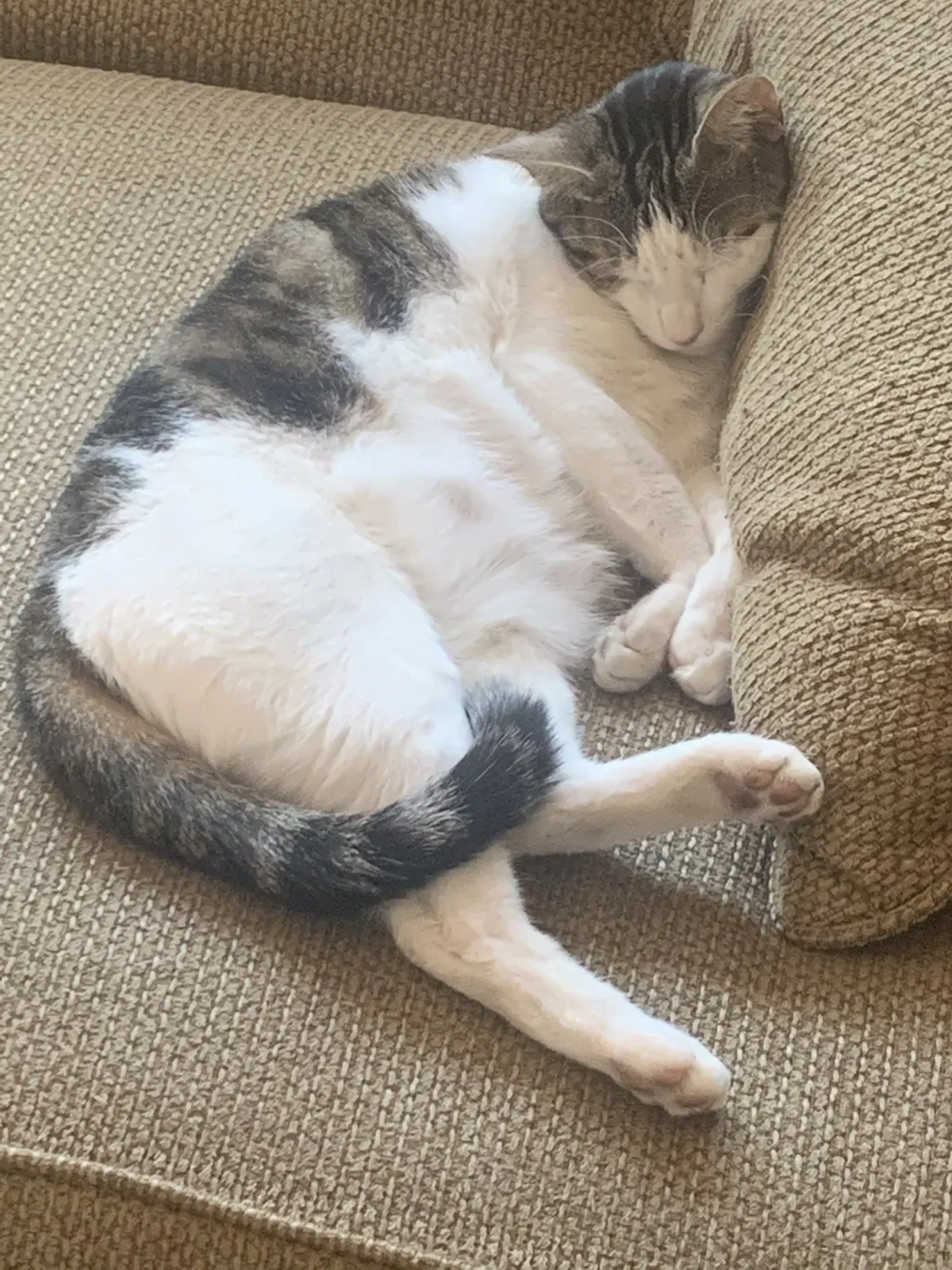 Lost cat in Marysville, CA, 95901