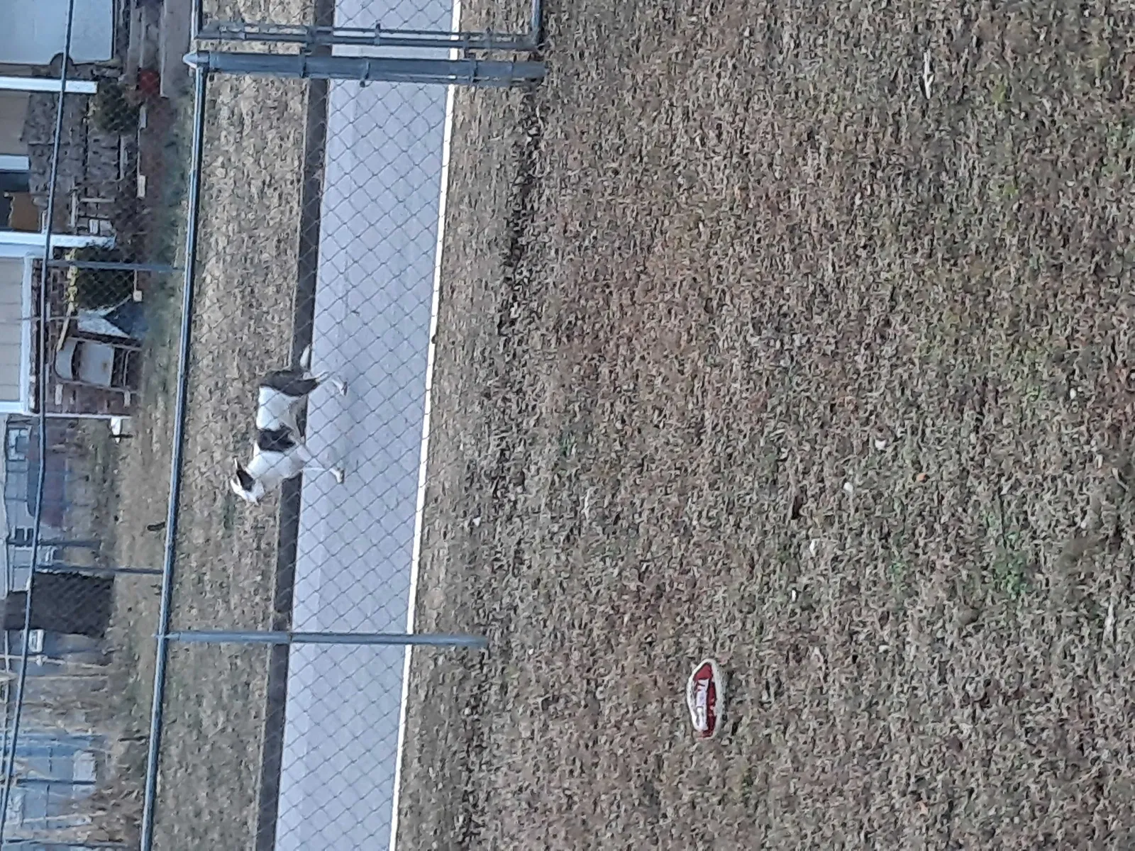 Found dog in Tulsa, OK, 74110