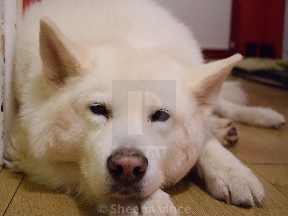 Lost dog in Los Lunas, NM, 87031