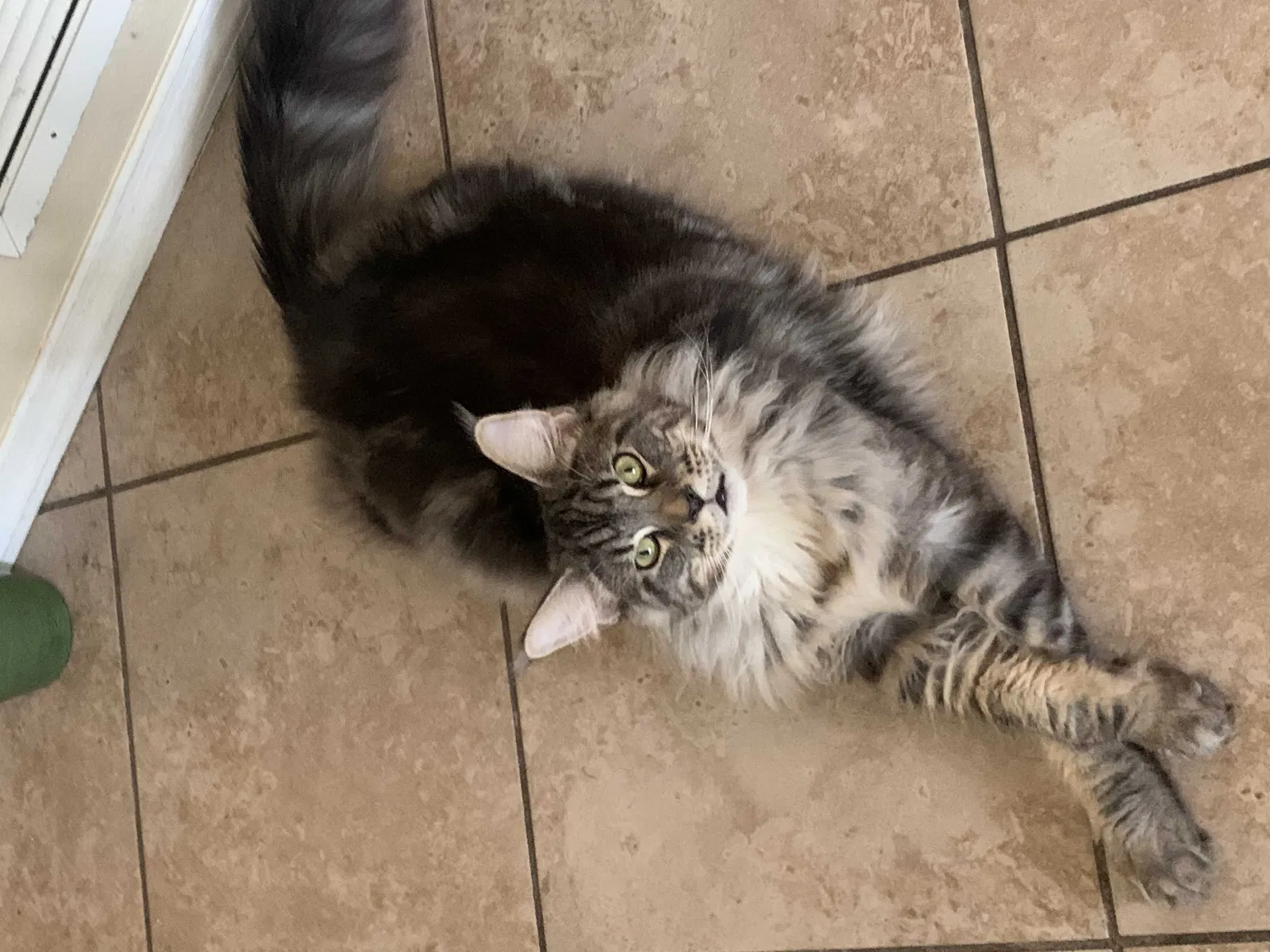 Lost cat in Lady Lake, FL, 32159