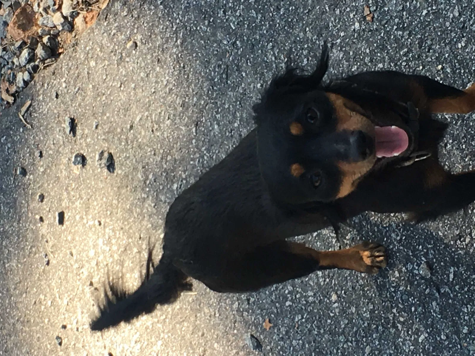 Lost dog in Marietta, GA, 30008