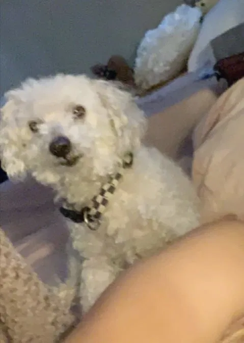 Lost dog in Phoenix, AZ, 85017