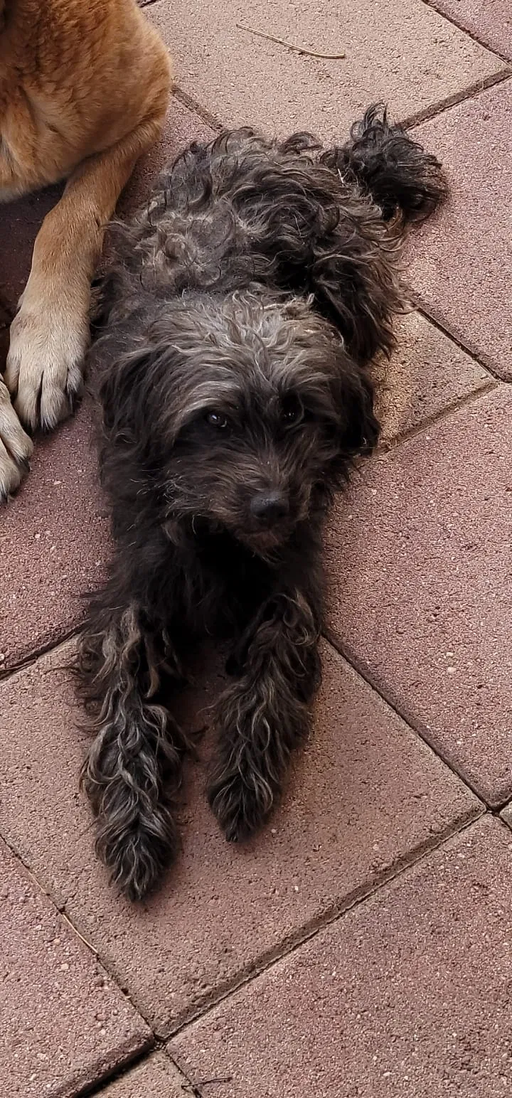 Lost dog in Edinburg, TX, 78542