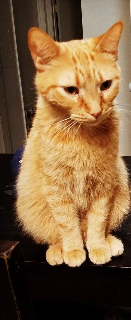 Found cat in Layton, UT, 84041