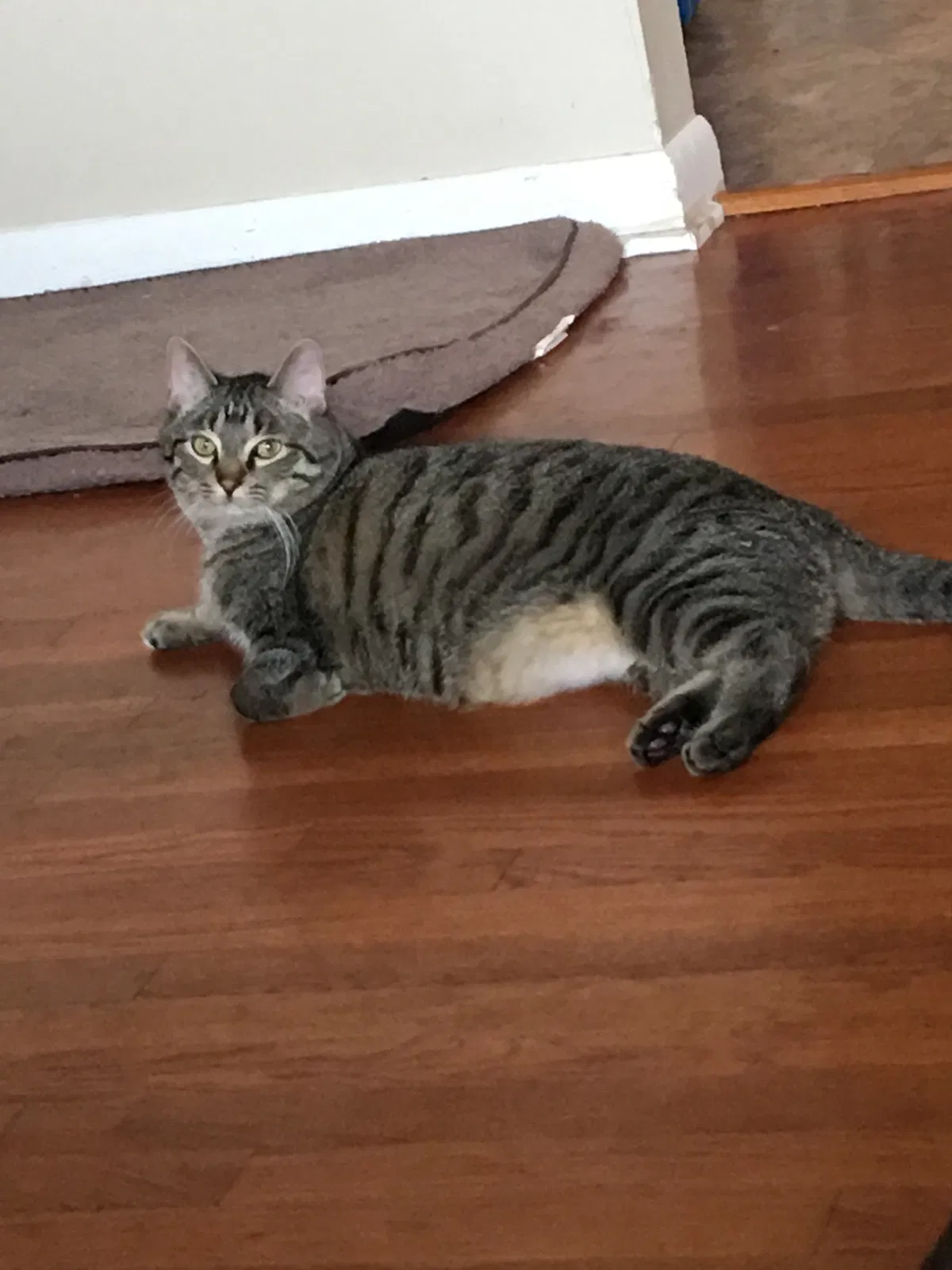 Lost cat in Unknown, KY, 40064