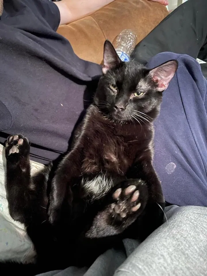 Lost cat in Saint Paul, MN, 55118