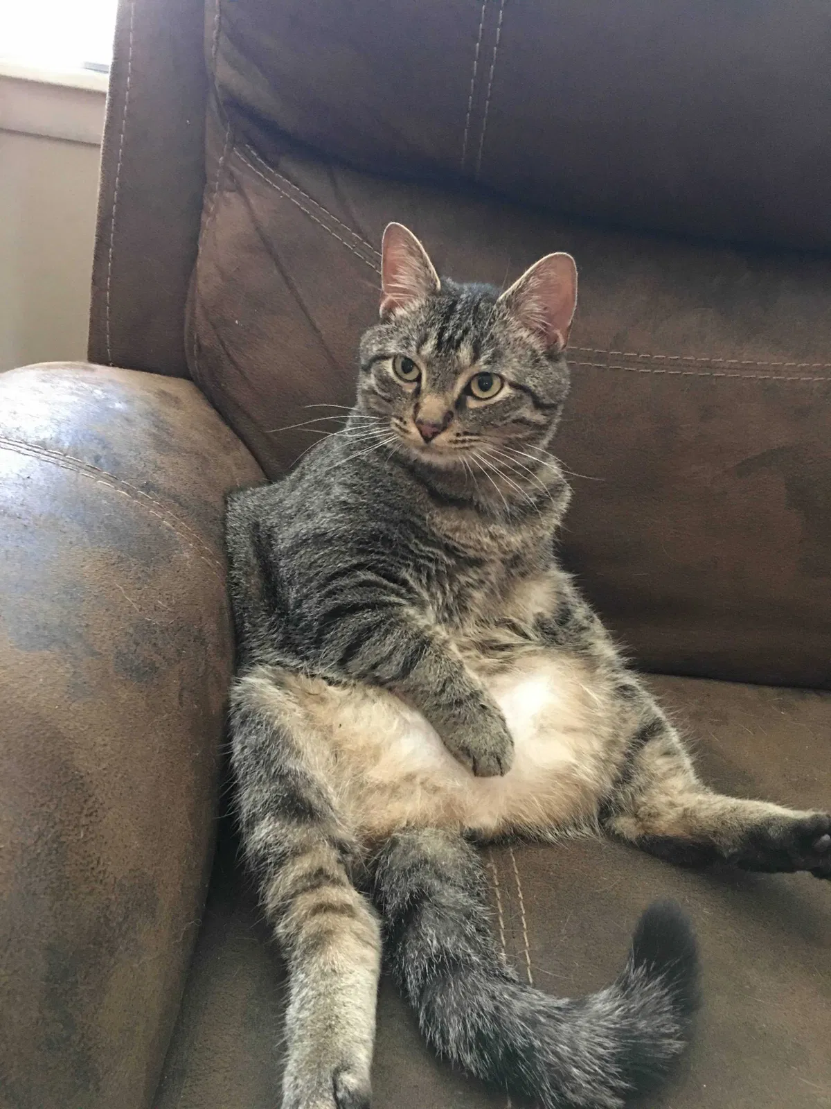 Lost cat in Shelbyville, KY, 40065