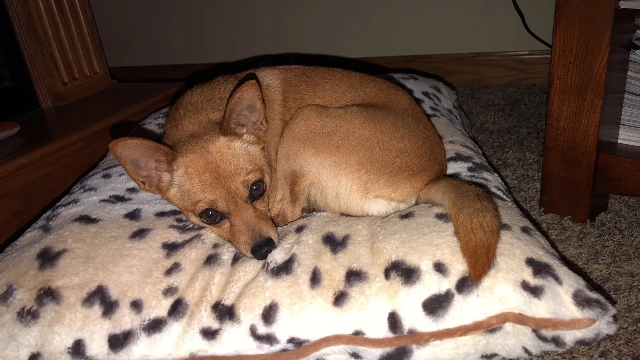 Lost dog in Evansville, IN, 47720