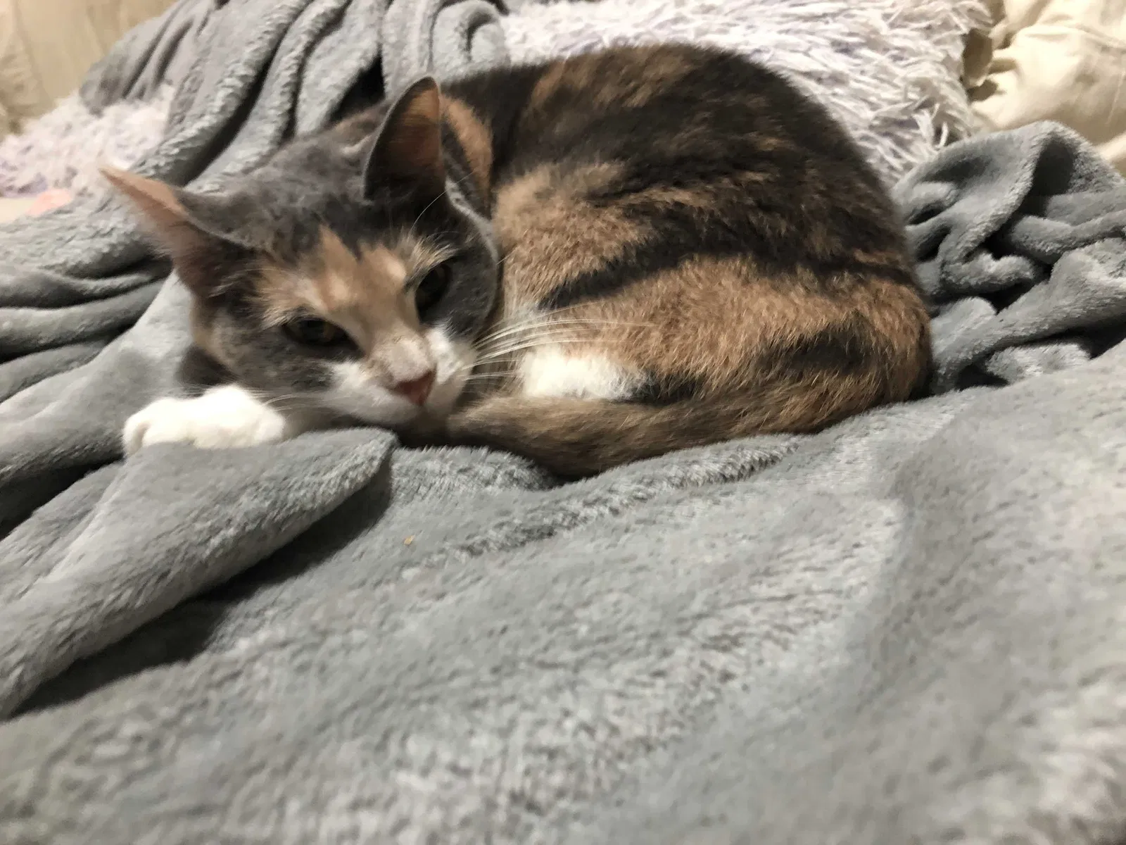 Lost cat in Paris, KY, 40361