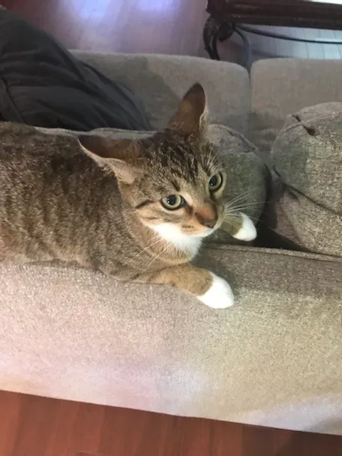 Lost cat in Maurice, LA, 70555