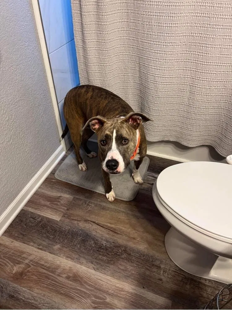 Lost dog in Rockford, IL, 61114