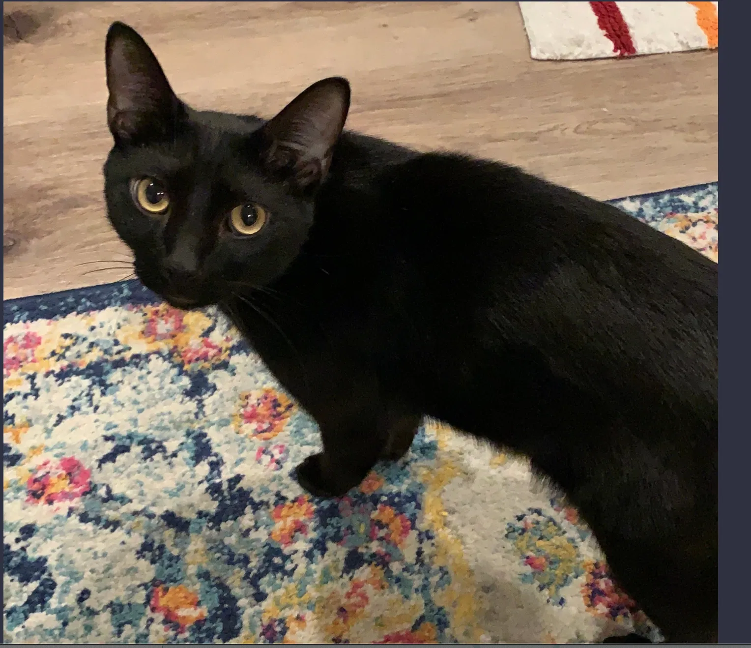 Lost cat in North Hollywood, CA, 91601