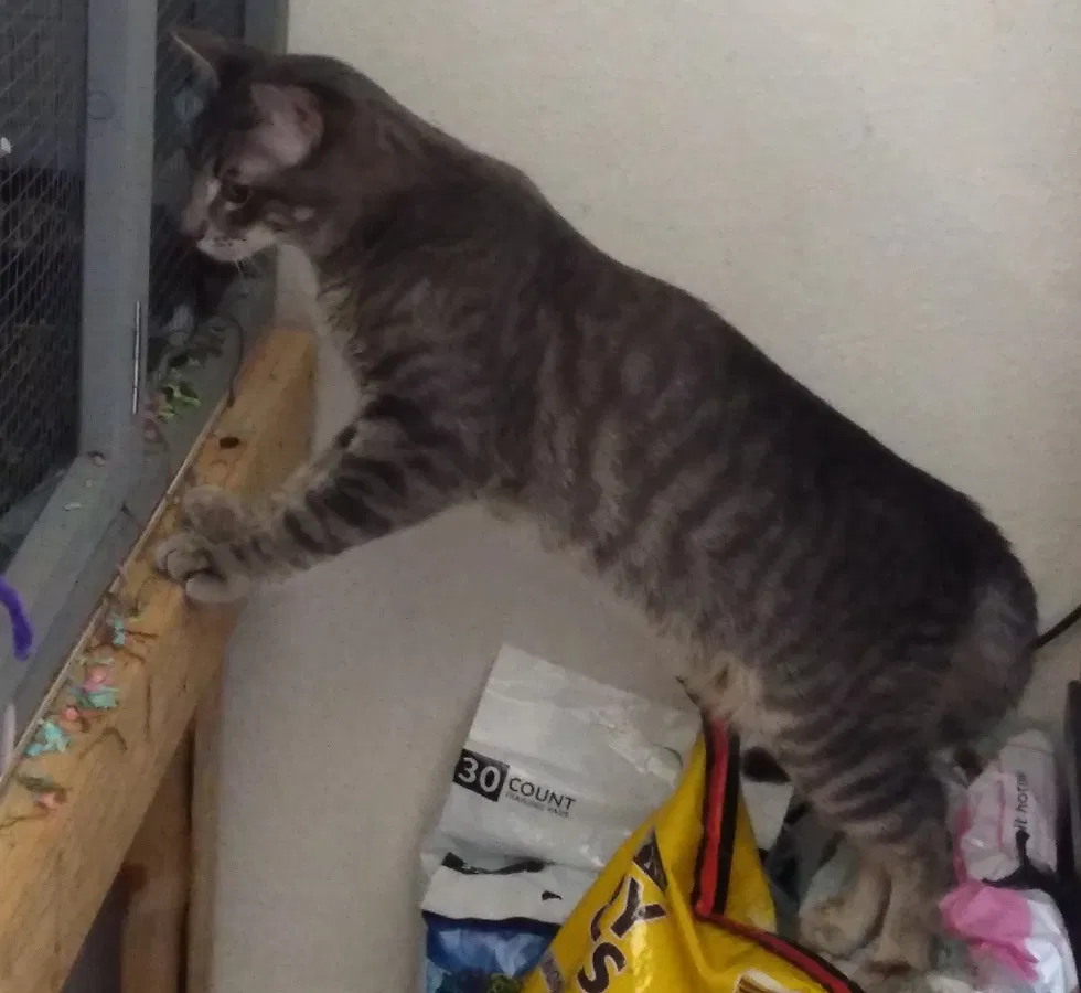 Lost cat in Hemet, CA, 92543